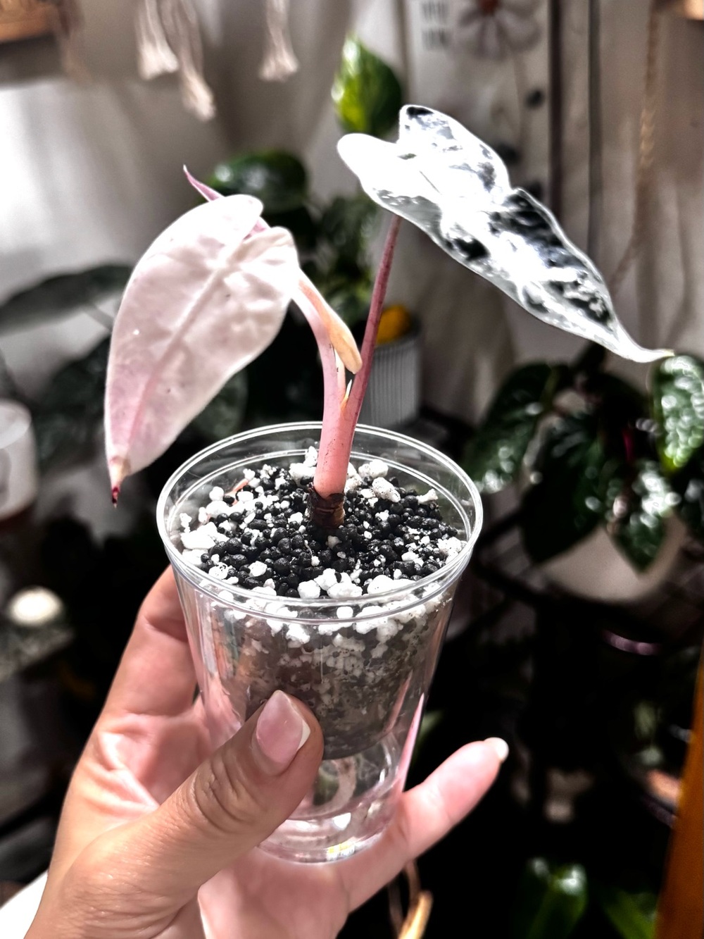 Alocasia Pink Bambino - Pink & Dark Green Foliage - Picture 2 of 2